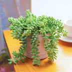 Sprout N Green Donkey's Tail, Live Sedum Morganianum-Burro's tail Succulent in 4" Pot, Trailing Plant for Home Office Indoor Outdoor Hanging Decor, DIY Project, Party Favor, Pet Friendly, Easy to Care