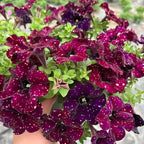 Night Sky Petunia Seeds for Planting,1000+ Mixed Rare Starry Sky Ipomoea Flower Seeds, Trailing Plant, Heirloom Non-GMO Petunia Seed for Home Garden