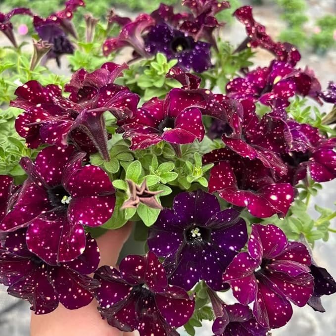 Night Sky Petunia Seeds for Planting,1000+ Mixed Rare Starry Sky Ipomoea Flower Seeds, Trailing Plant, Heirloom Non-GMO Petunia Seed for Home Garden