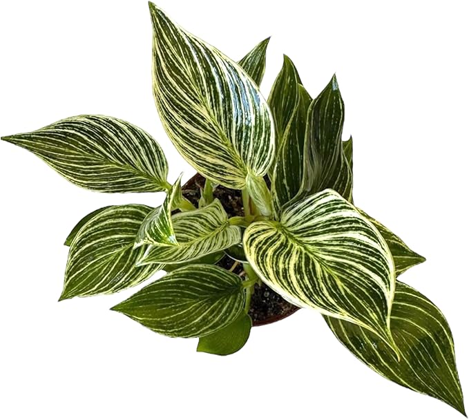 Philodendron Live Plant, Air Purifying, Easy Care, Easy to Grow, Rare Variety, Live Indoor Plant, 4 inch Pot (Philodendron Birkin)