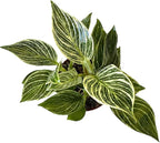 Philodendron Live Plant, Air Purifying, Easy Care, Easy to Grow, Rare Variety, Live Indoor Plant, 4 inch Pot (Philodendron Birkin)