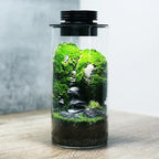 AREPK Desktop Glass Plant Terrarium with Grow Light (H:7.8" D:4"), for Succulent, Moss, Miniature Gardening Landscape, Betta Fish Tank, Office Home Decoration, Plant Lovers Gifts
