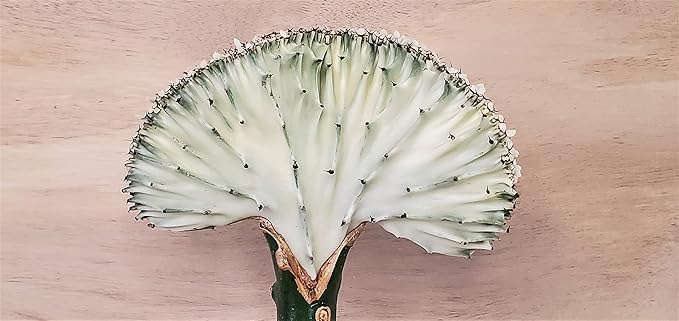 Euphorbia Lactea Cristata aka Coral Cactus in White Live Rare House Plants (All Plants are Fully Rooted Plants!) in 4" Pot by 3exoticgreen