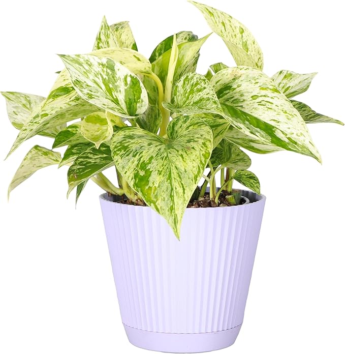 Thorsen's Greenhouse Marble Queen Pothos, Live Indoor Plant, Easy to Grow, Rare Variegated Houseplant, Natural Air Purifier, 4-inch Diameter Pot (Lavender)