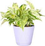 Thorsen's Greenhouse Marble Queen Pothos, Live Indoor Plant, Easy to Grow, Rare Variegated Houseplant, Natural Air Purifier, 4-inch Diameter Pot (Lavender)