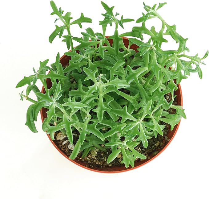 Shop Succulents String of Dolphins Hanging Succulent, Senecio Peregrinus, Fully Rooted Live 4" Succulent Plant, Low Maintenance Indoor Plant, Trailing Succulents, Gift & Garden