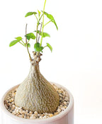 Live Gerrardanthus Macrorhizus – Rare Succulent Caudex Plant – 3–4 Inches Tall – Unique Collector’s Indoor/Outdoor Plant – Low Maintenance and Easy Care