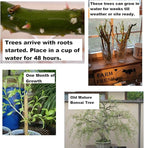 Bonsai Willow Tree Bundle - 3 Large Trunk Bonsai Tree Cuts - Get one Each Weeping, Australian, Dragon - Ready to Plant - Indoor/Outdoor Bonsai Tree's