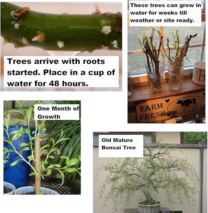 Bonsai Australian Willow Tree Cutting - Large Thick Trunk Root Stock - One Live Indoor/Outdoor Bonsai Tree - Shipped Bare Root, No Pot or Soil Included