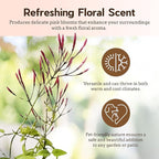 My Shelfie - Mini Pink Jasmine Plant Vine, Jasmine Plant Starter in 2-Inch Pot, Live Plants Outdoor Setting, Jasmine Plant Live Grows to 3-5 Inches, Pet-Friendly, 3-Piece