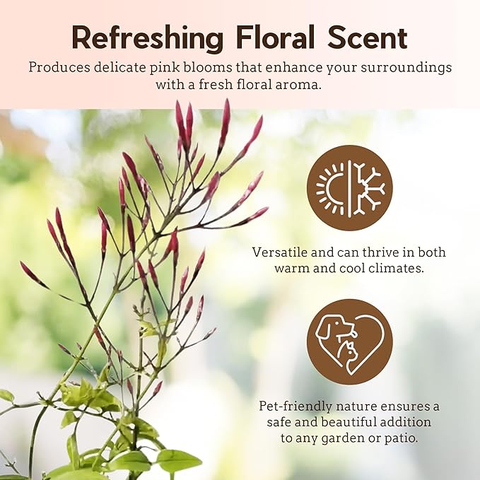 My Shelfie - Mini Pink Jasmine Plant Vine Starter in 2-Inch Pot, Live Plants Outdoor Setting, 3-5 Inches Tall, Pet-Friendly, 1-Piece