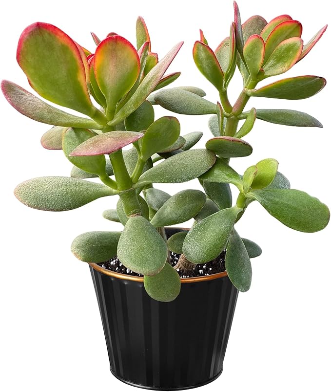 Sprout N Green Golden Jade with Black Metal Pot, Live Crassula Ovata 'Hummel Sunset' Succulent, Rare Cute Plant, Home Office Décor