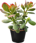 Sprout N Green Golden Jade with Black Metal Pot, Live Crassula Ovata 'Hummel Sunset' Succulent, Rare Cute Plant, Home Office Décor