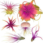 Colorful Tillandsia Air Plants, Live Air Plant, Air Purification Plants, Home Decor & Gift, Healthy Arrival Guarantee, Garden Airplant, Easy Care Plant, Rainbow #3 (6 Pack)