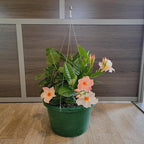 Mandevilla Plants (Giant Peach, 12" Hanging Basket)