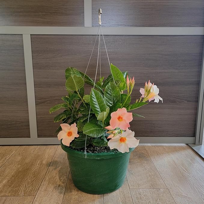 Mandevilla Plants (Giant Peach, 12" Hanging Basket)