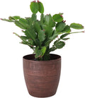 Thorsen's Greenhouse Holiday Cactus, Christmas Cactus, Live Indoor Plant, Pet Safe, 4" Diameter Pot, Classic Pot Cover (Copper)