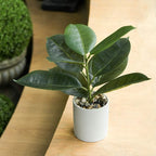 Briful Artificial Potted Plants 13" Green Faux Plants Indoor Small Fake Plant Decor for Home Table Office House Bathroom Shelf Living Room Desk Decoration