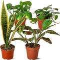 Low Light Live Plants for Indoor | Different Houseplants in Multiple Sizes | Real House Plant for Living Room, Office, Desk & Bathroom