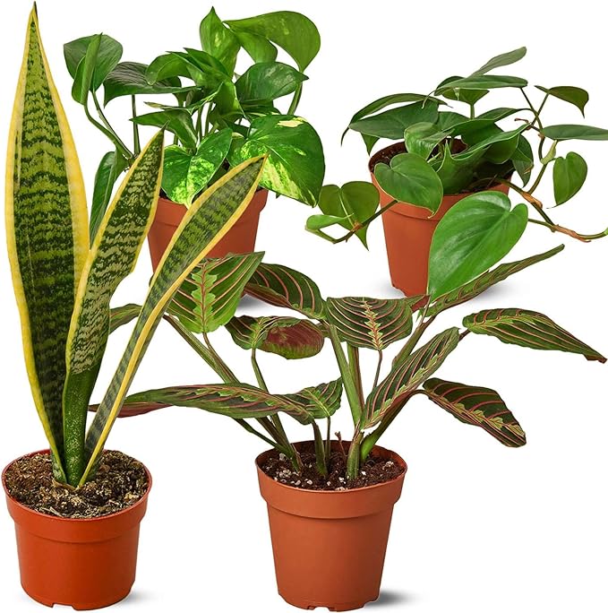 Low Light Live Plants for Indoor | Different Houseplants in Multiple Sizes | Real House Plant for Living Room, Office, Desk & Bathroom