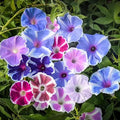 50+ Mix Japanese Morning Glory Seeds Climbing Vine Flowers Perennial Ipomoea Bloom in Summer Plant