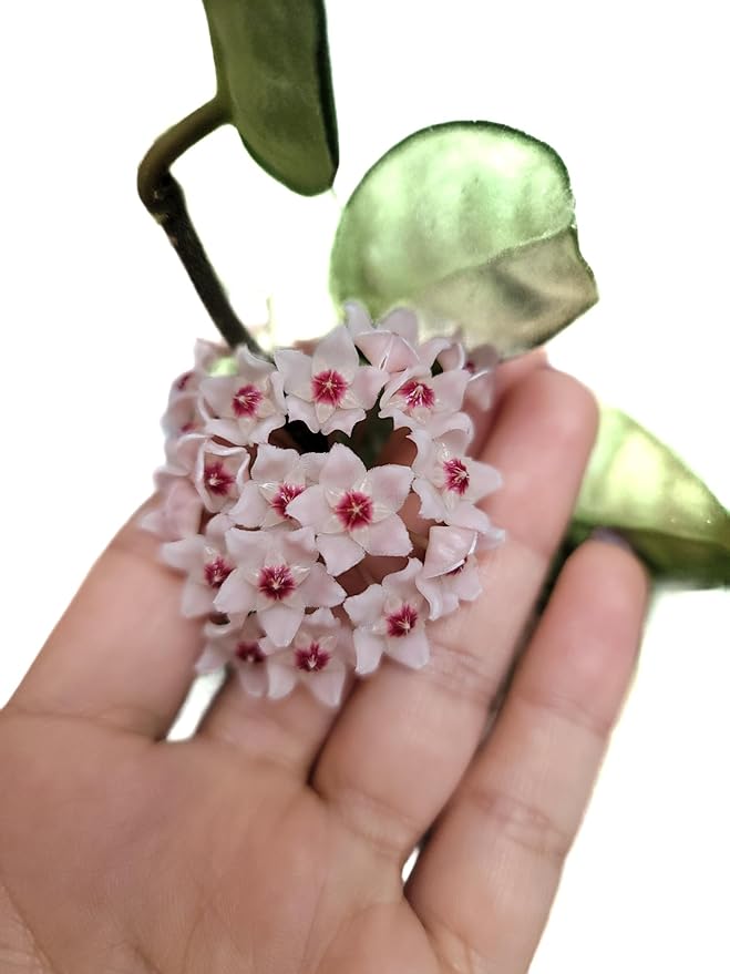 Hoya Krinkle 8 Live Hoya Plant Pink Flowers with Chocolate Smells Available in 2", 4", and 6" Pot (6" Hanging Pot)