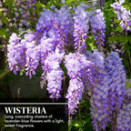 3 Wisteria Live Plants 1–2 Ft Tall – Flowering Wisteria Vine (Wisteria Floribunda) – Fast Growing Climbing Plant for Garden, Trellis, Pergola & Bonsai Training (3 Plants)
