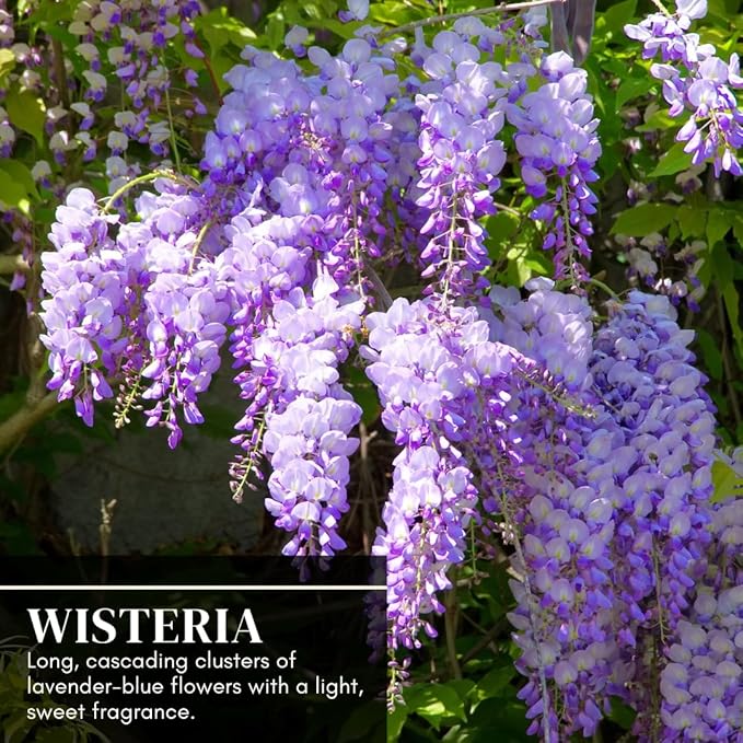 3 Wisteria Live Plants 1–2 Ft Tall – Flowering Wisteria Vine (Wisteria Floribunda) – Fast Growing Climbing Plant for Garden, Trellis, Pergola & Bonsai Training (3 Plants)