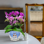 W&W Orchid Pot with Holes and Saucer for Repotting and Better Grow, Blue and White, 6.5 Inches
