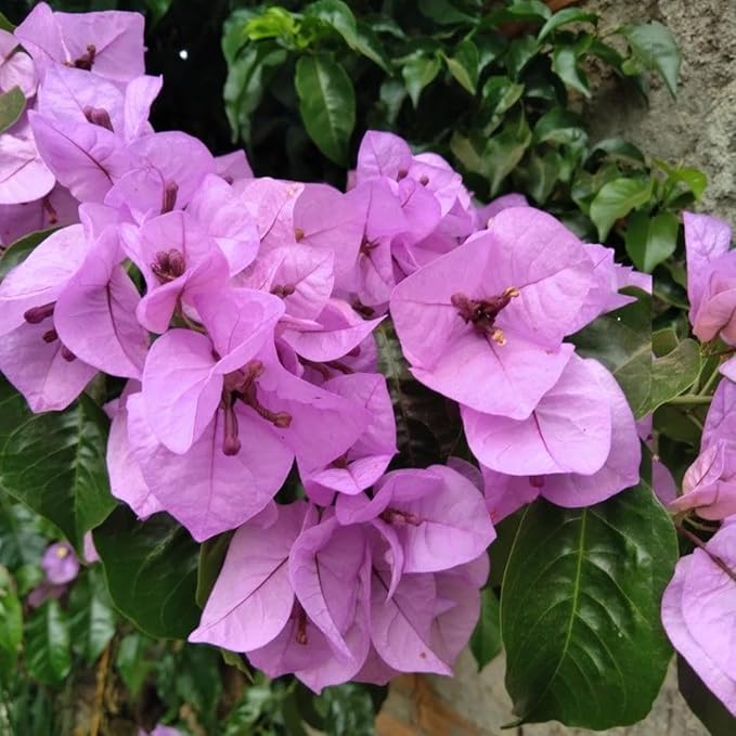 2 Bougainvillea Live Plants, Tropical Bougainvillea Flowering Vine, Fast Growing Outdoor and Container Plant, 4-8'' Tall (Lilac Purple Blooms)