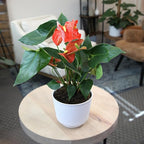 Orange Anthurium Live Plant Decor (Approx. 16-19" Tall), Real Flowers/House Plants in 6" White Pot, Floral Air Purifying Houseplants, Cool & Unique Gifts by Plants for Pets