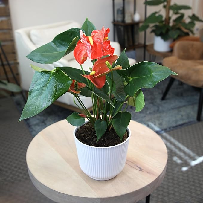 Orange Anthurium Live Plant Decor (Approx. 16-19" Tall), Real Flowers/House Plants in 6" White Pot, Floral Air Purifying Houseplants, Cool & Unique Gifts by Plants for Pets