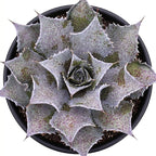 Mangave 'Sponge Paint', 1.5" Plug - Live Succulent Plant, Agave Like Rosette, Low Maintenance Indoor Outdoor Plant for Home Garden Decor, Beginner-Friendly Live Plants