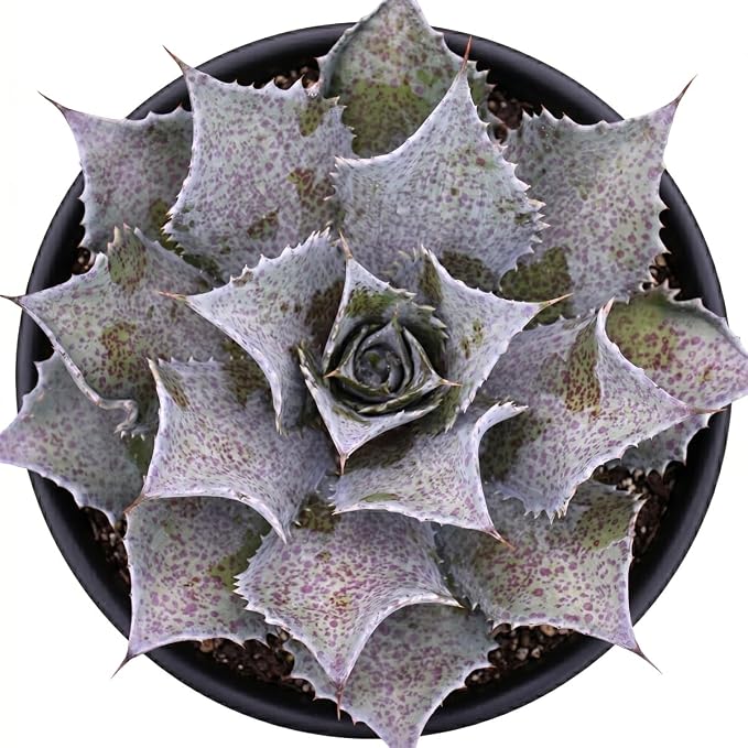 Mangave 'Sponge Paint', 1.5" Plug - Live Succulent Plant, Agave Like Rosette, Low Maintenance Indoor Outdoor Plant for Home Garden Decor, Beginner-Friendly Live Plants