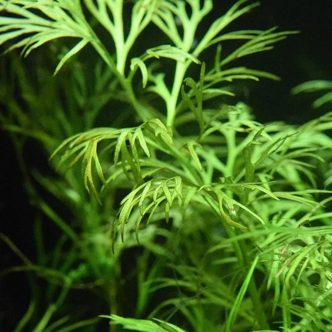 Heirloom Garden Water Sprite Ceratopteris Siliquosa Live Plant - Live Aquarium Plants Accessories, House Plants Indoors, Terrarium Kit, Perfect for Water Fish Tank Decorations, Green