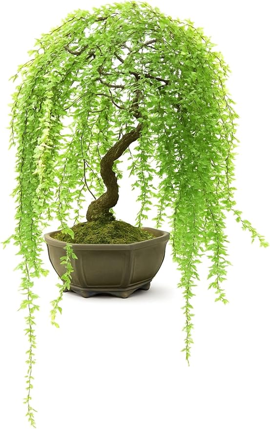 Dwarf Weeping Willow Bonsai Tree Cutting – Live Weeping Willow Cutting for Growing Your Own Cascading Willow Bonsai Tree – Fast-Growing, Hardy, Easy to Grow