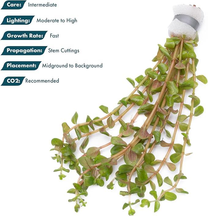 SubstrateSource Live Aquarium Stem Plants - Freshwater Aquatic Plant for Fish Tanks, Aquascaping - (Rotala H'Ra, 4 Bunches)