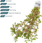 SubstrateSource Live Aquarium Stem Plants - Freshwater Aquatic Plant for Fish Tanks, Aquascaping - (Rotala H'Ra, 4 Bunches)