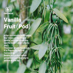 GROW24 Live Vanilla Orchid Plant Starter (Vanilla planifolia), Tissue Culture Source and Free pathogen, 2 Pack of 5 pots (3)