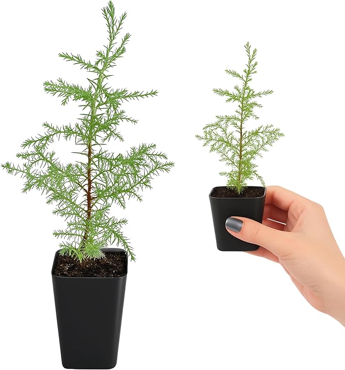 My Shelfie – Arizona Cypress Bonsai Starter Tree (Cupressus arizonica), Live Evergreen Plant for Indoor or Outdoor Bonsai Forest Garden, Home & Living Room Décor (1)
