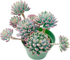 Sprout N Green Echeveria cv. Blue Apple in 4 inch Starter Pot, Rare Live Succulent Plant Fully Rooted in Planter, Home Office Indoor Outdoor Wedding Decoration DIY Projects Party Favor