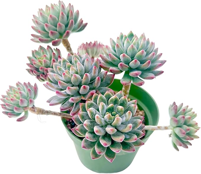 Sprout N Green Echeveria cv. Blue Apple in 4 inch Starter Pot, Rare Live Succulent Plant Fully Rooted in Planter, Home Office Indoor Outdoor Wedding Decoration DIY Projects Party Favor