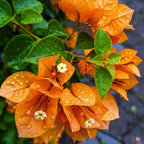 2 Bougainvillea Live Plants, Tropical Bougainvillea Flowering Vine, Fast Growing Outdoor and Container Plant, 4-8'' Tall (Deep Orange Blooms)
