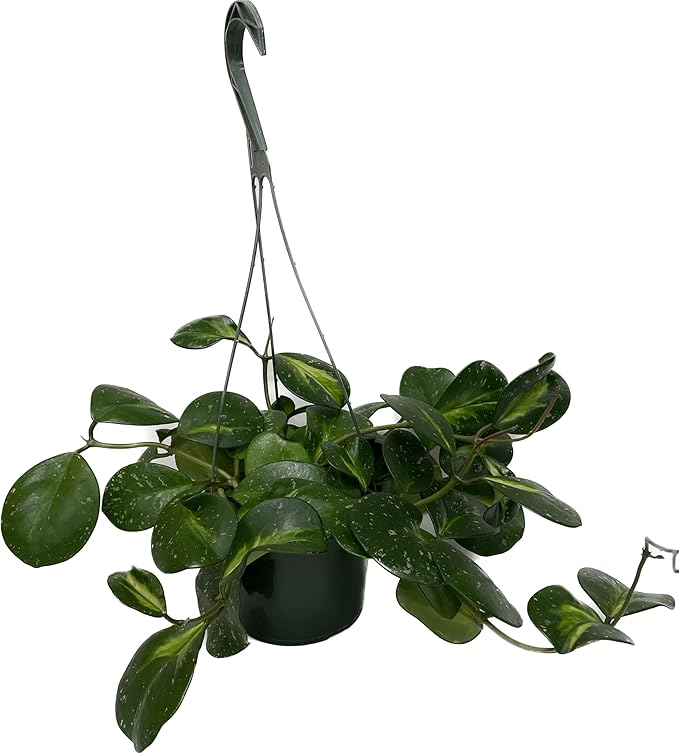 Variegated Hoya Obovata Spalsh Available in 2" Pot, 4" Pot, and 6" Hanging Pot - Hoya Live Plants Live Houseplants - California Seller (4" Pot, 1 Plant)