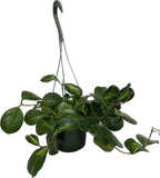 Variegated Hoya Obovata Spalsh Available in 2" Pot, 4" Pot, and 6" Hanging Pot - Hoya Live Plants Live Houseplants - California Seller (4" Pot, 1 Plant)