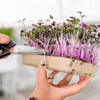 Back to the Roots DIY Microgreen Grow Kit, 6-Grow Variety Pack