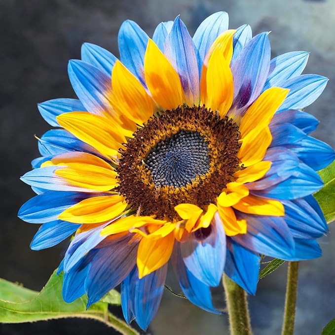 100 Pack Sunflower Seeds Mixed Varieties,Rare Colors - Red, Purple, Blue, Black-Heart, Charcoal, Teddy Bear, Smiley