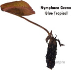 Live Aquatic Plant Nymphaea Geena Blue Tropical Water Lilies Tuber for Aquarium Freshwater Fish Pond by Greenpro