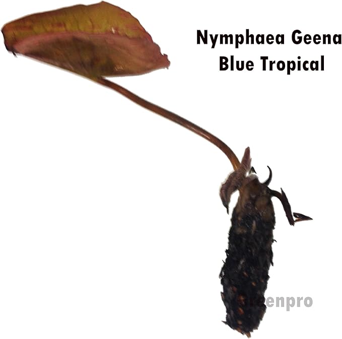 Live Aquatic Plant Nymphaea Geena Blue Tropical Water Lilies Tuber for Aquarium Freshwater Fish Pond by Greenpro