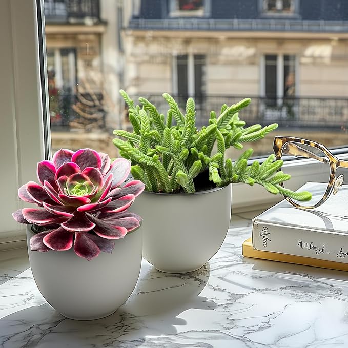 Live Succulents Aeonium 'Superbang' (4-inch), Succulent Plants Fully Rooted in Pots with Soil, Easy-Care House Plant for DIY, Home Office Decor, Wedding Party Favor